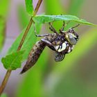 Schlupf einer Libelle