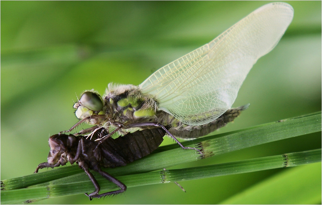 Schlupf einer Libelle..