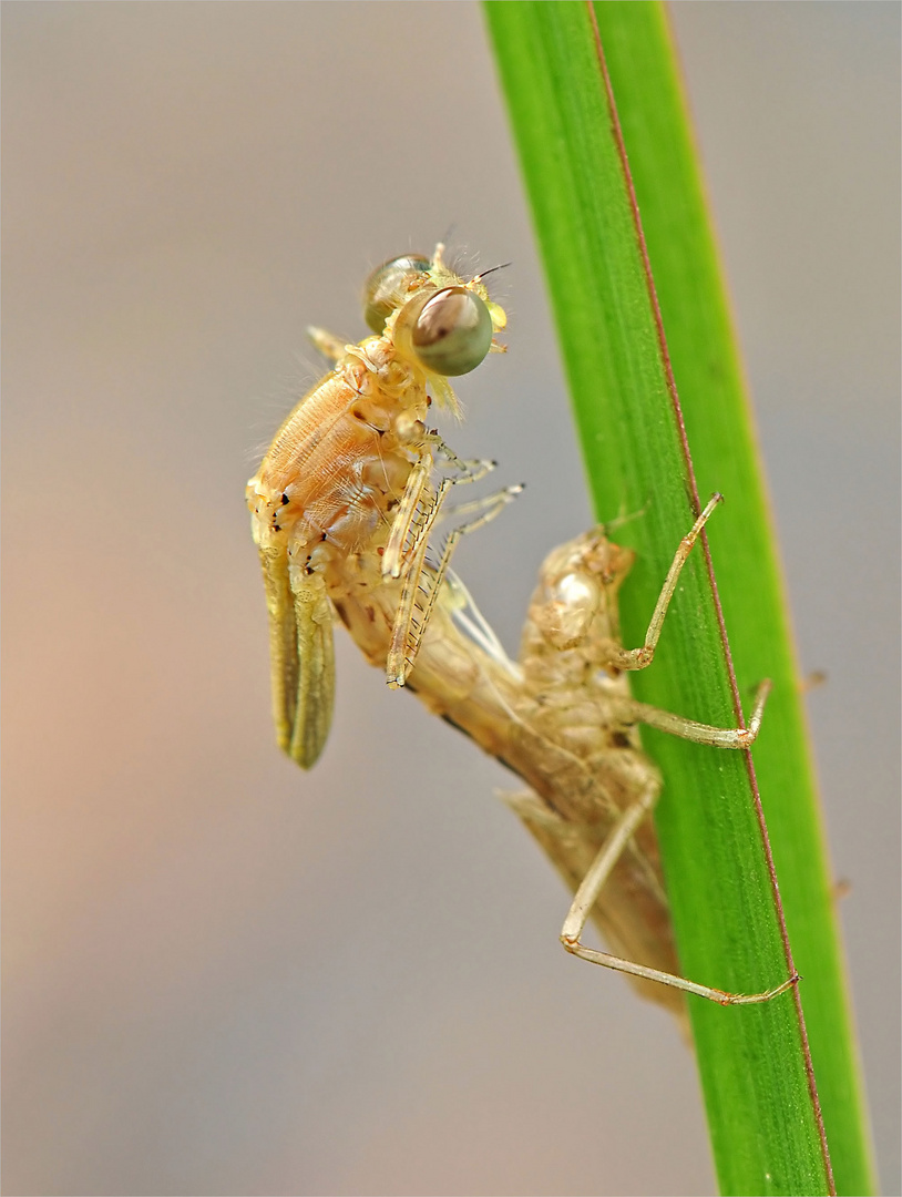 Schlupf einer Libelle