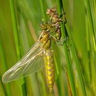 Schlupf einer Plattbauchlibelle (Libellula depressa)