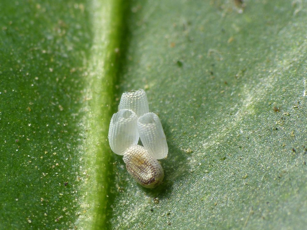 Schlupf einer Rauten-Rindenspannerlarve (Peribatodes rhomboidaria)