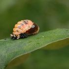 Schlupf eines Harlekin-Marienkäfers (Harmonia axyridis)