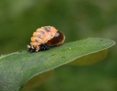 Schlupf eines Harlekin-Marienkäfers (Harmonia axyridis)