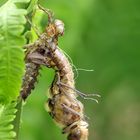 Schlupf eines Weibchens vom Zweifleck