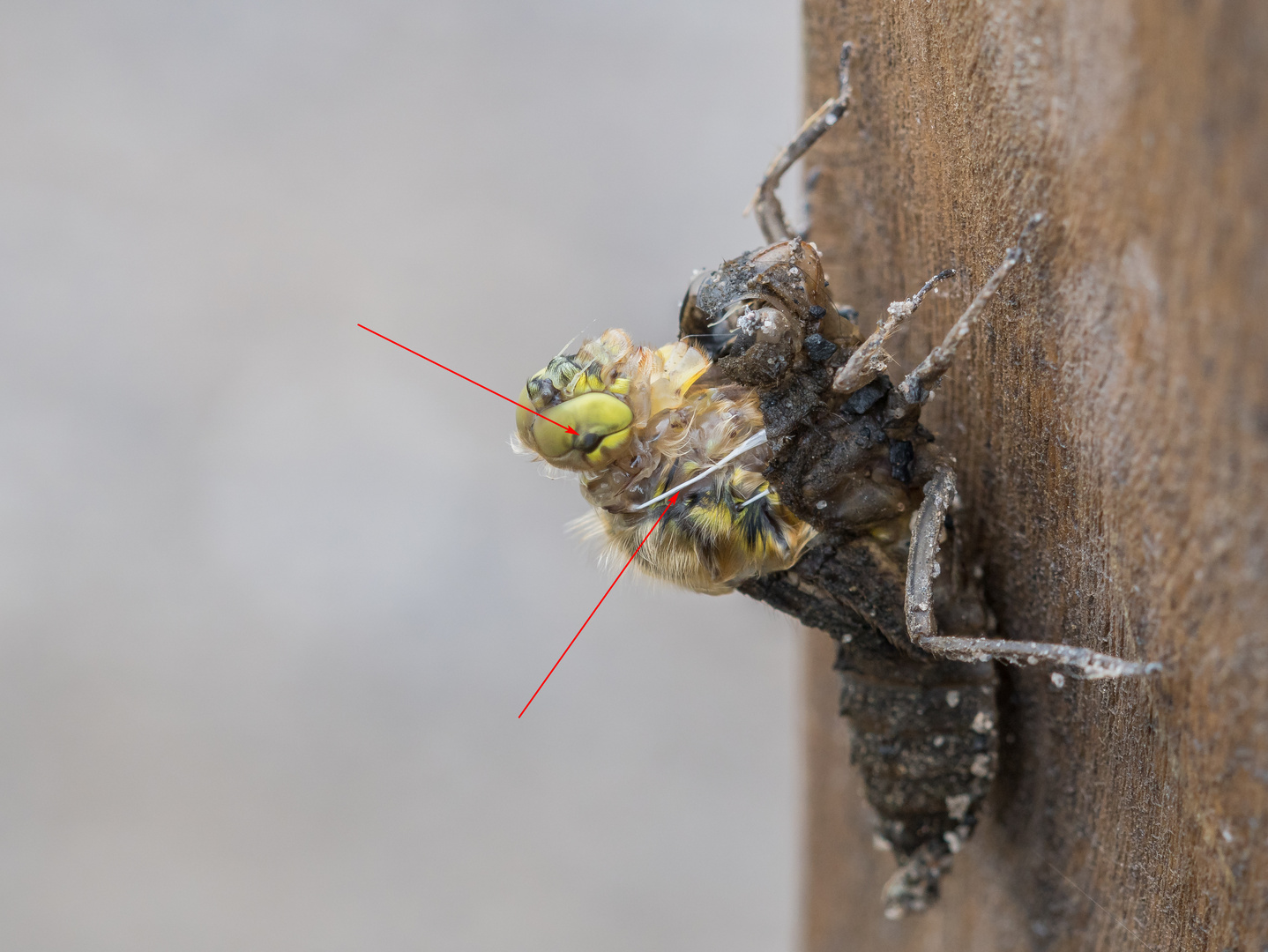 Schlupf Vierflecklibelle 02