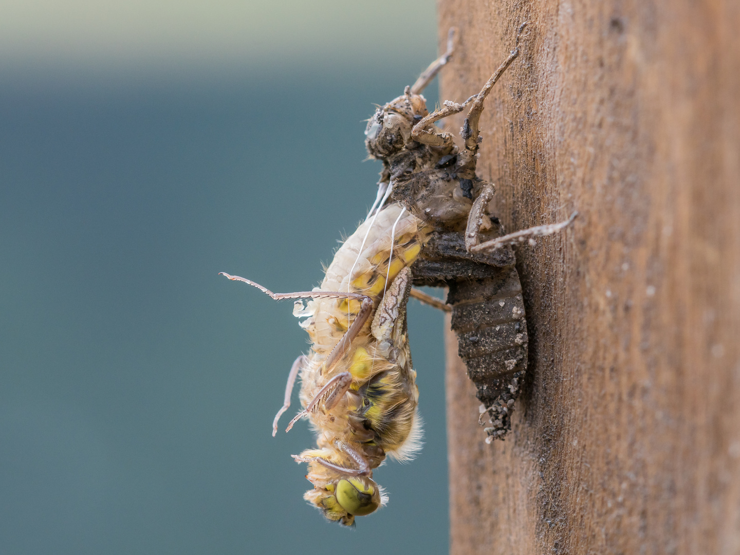 Schlupf Vierflecklibelle 03