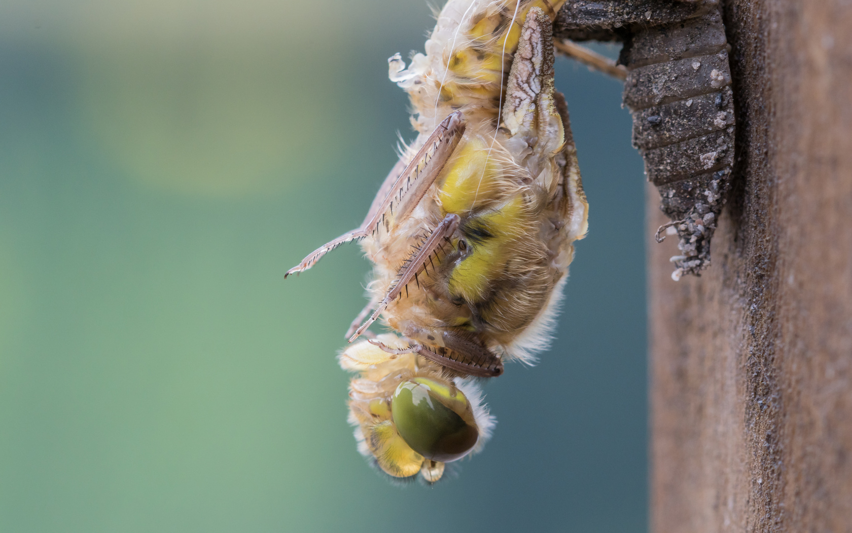 Schlupf Vierflecklibelle 04