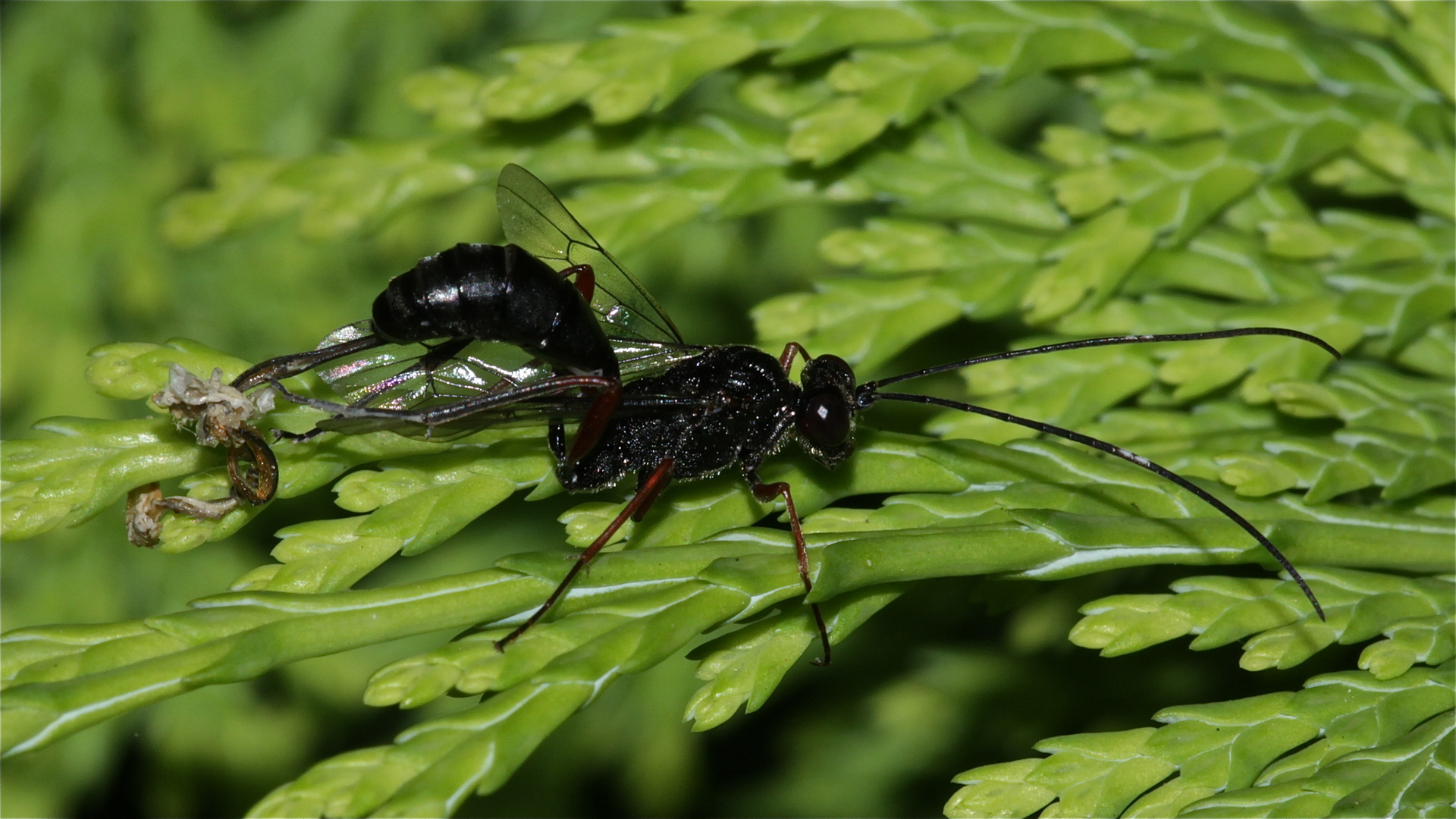 Schlupfwespe Foto & Bild | tiere, wildlife, insekten Bilder auf ...