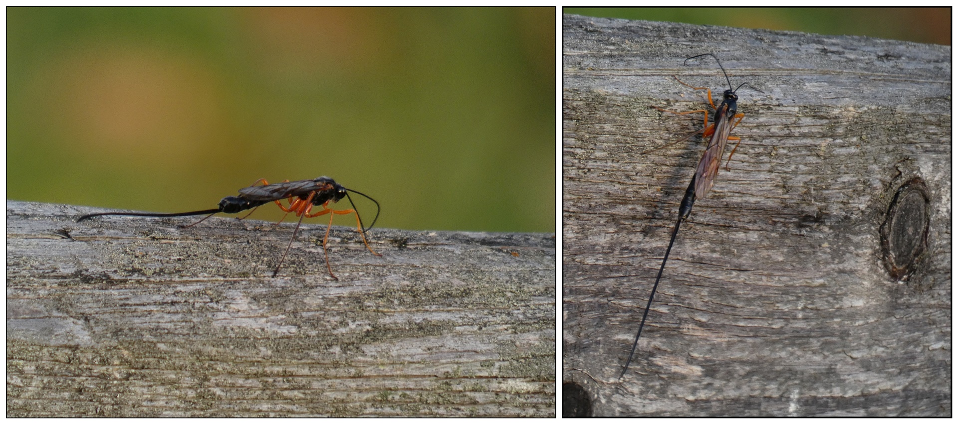 Schlupfwespe Foto & Bild | natur, insekten, wespe schlupfwespe Bilder ...
