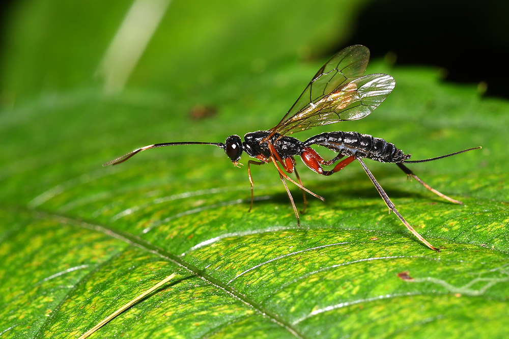 Schlupfwespe Foto & Bild tiere, wildlife, insekten Bilder auf