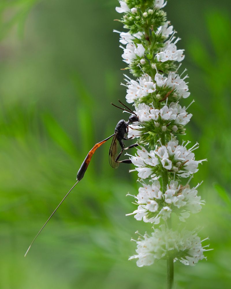 Schlupfwespe Foto & Bild sommer, natur,