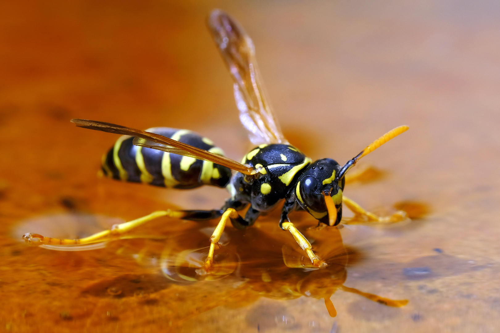 Schlupfwespe als Wasserläufer