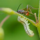 Schlupfwespe attackiert Raupe