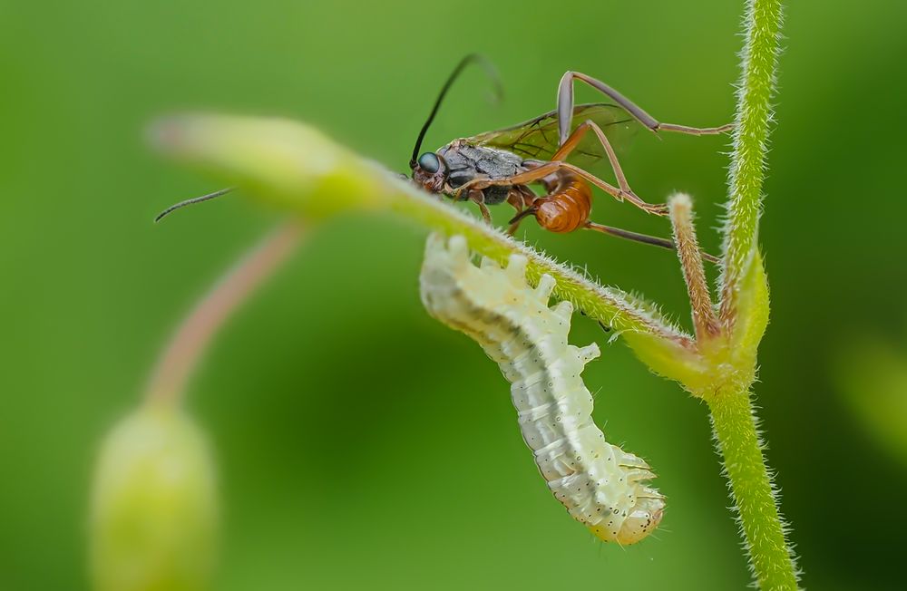 Schlupfwespe attackiert Raupe