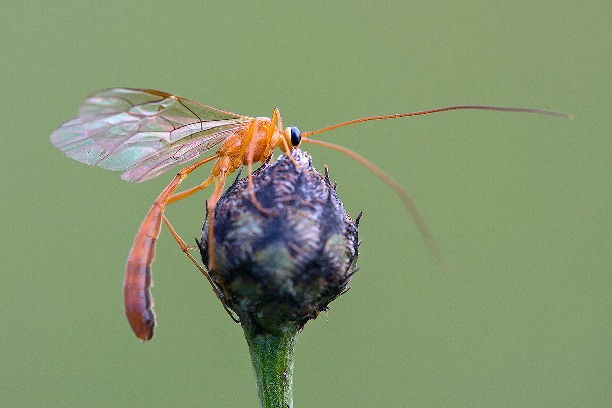 Schlupfwespe (cf. Gattung Netelia)