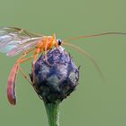 Schlupfwespe (cf. Gattung Netelia)