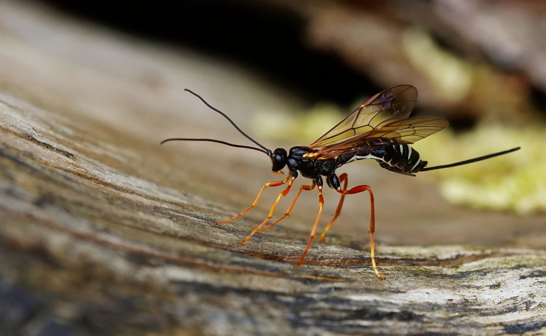 Schlupfwespe (Coleocentrus excitator) Foto & Bild tiere, wildlife