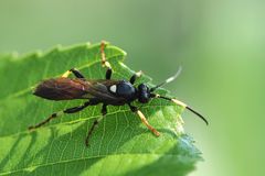 Schlupfwespe (Ichneumon?? )