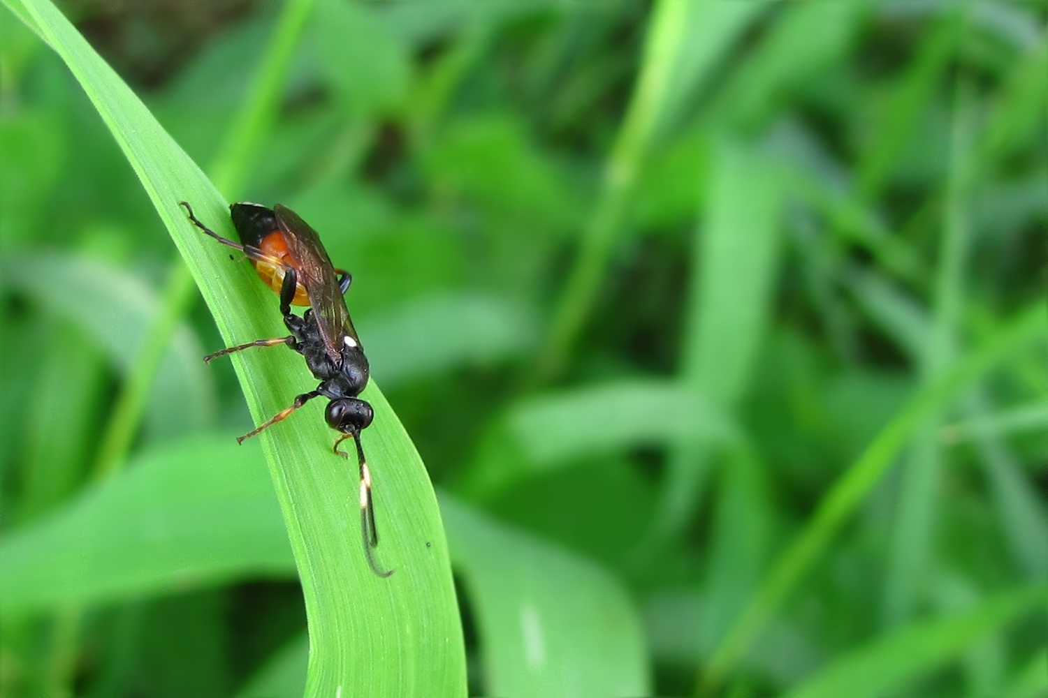 Schlupfwespe Ichneumon bucculentus