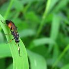 Schlupfwespe Ichneumon bucculentus