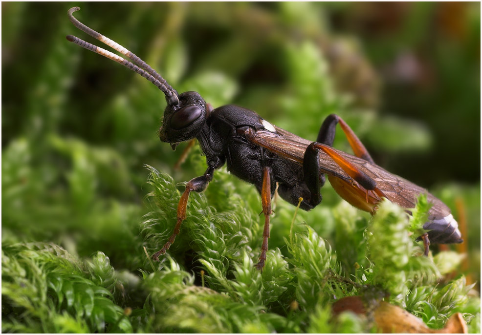 Schlupfwespe -Ichneumon eumerus-