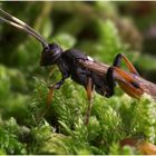 Schlupfwespe -Ichneumon eumerus-