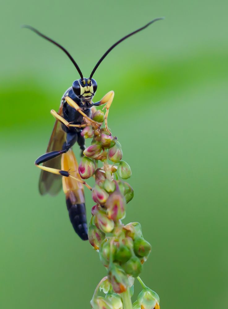 Schlupfwespe (Ichneumon extensorius)