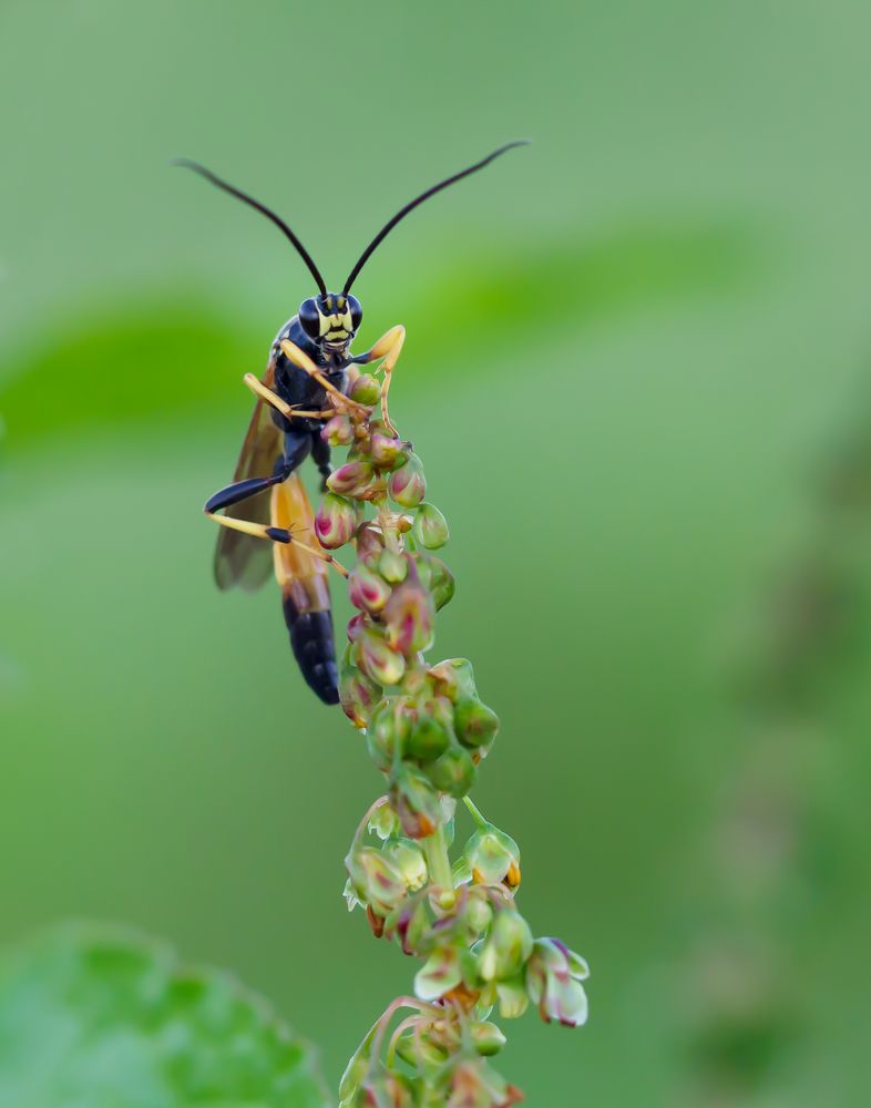 Schlupfwespe (Ichneumon extensorius)