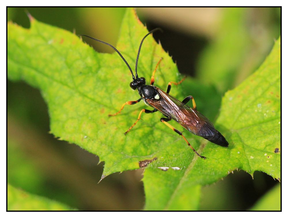 Schlupfwespe Ichneumon extensorius (vermutlich)