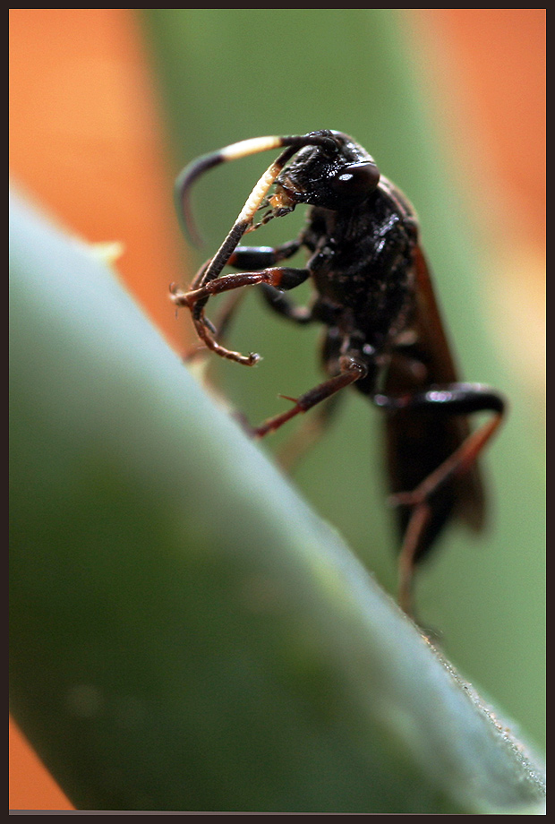 Schlupfwespe (Ichneumon spec.)