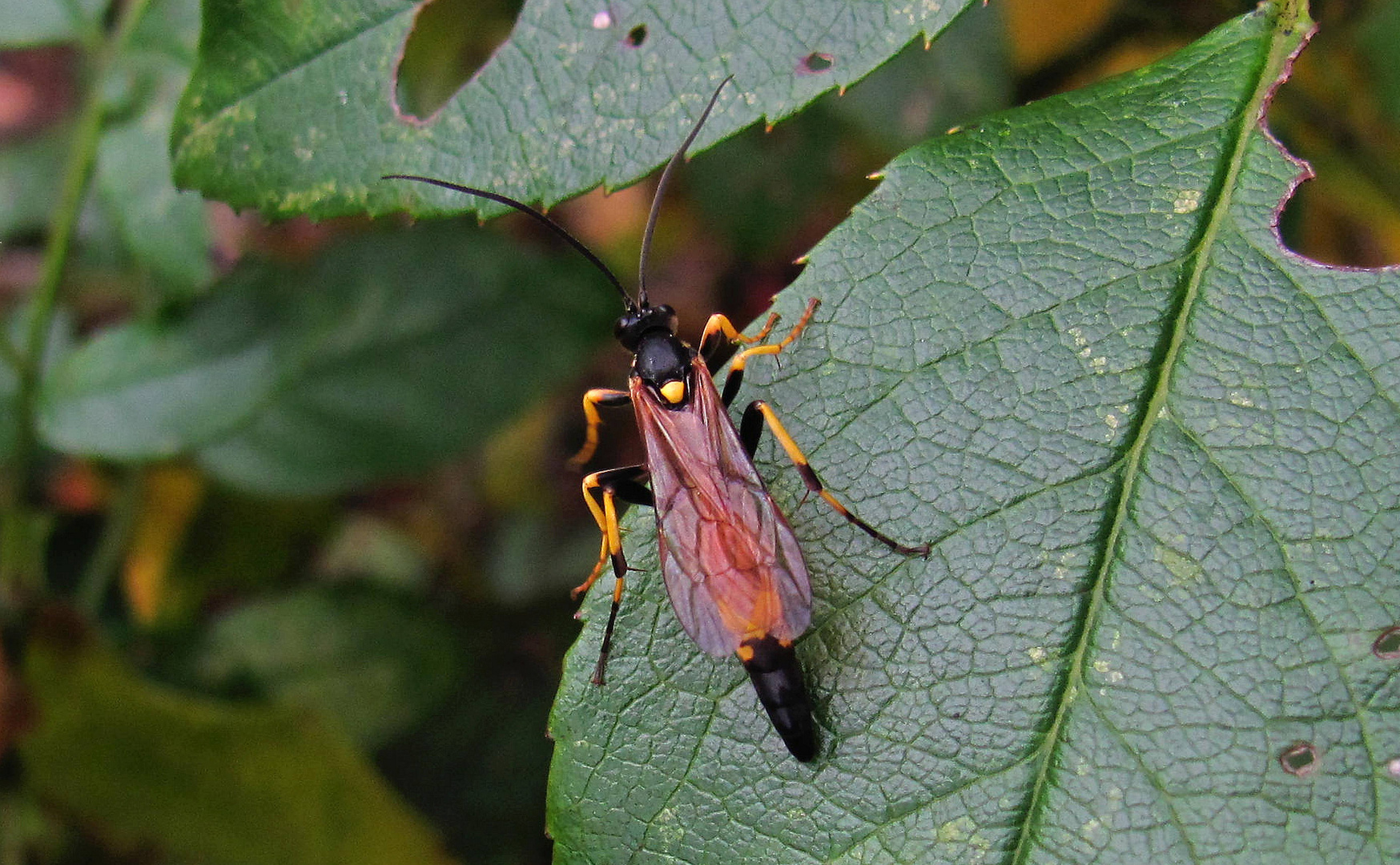 Schlupfwespe Ichneumon stramentarius