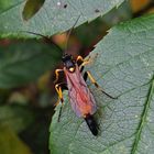 Schlupfwespe Ichneumon stramentarius