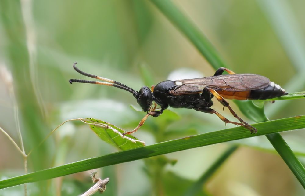 Schlupfwespe (Ichneumon stramentarius) Foto & Bild insekten, wespen, schlupfwespe Bilder auf