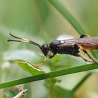 Schlupfwespe (Ichneumon stramentarius)