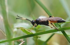 Schlupfwespe (Ichneumon stramentarius)