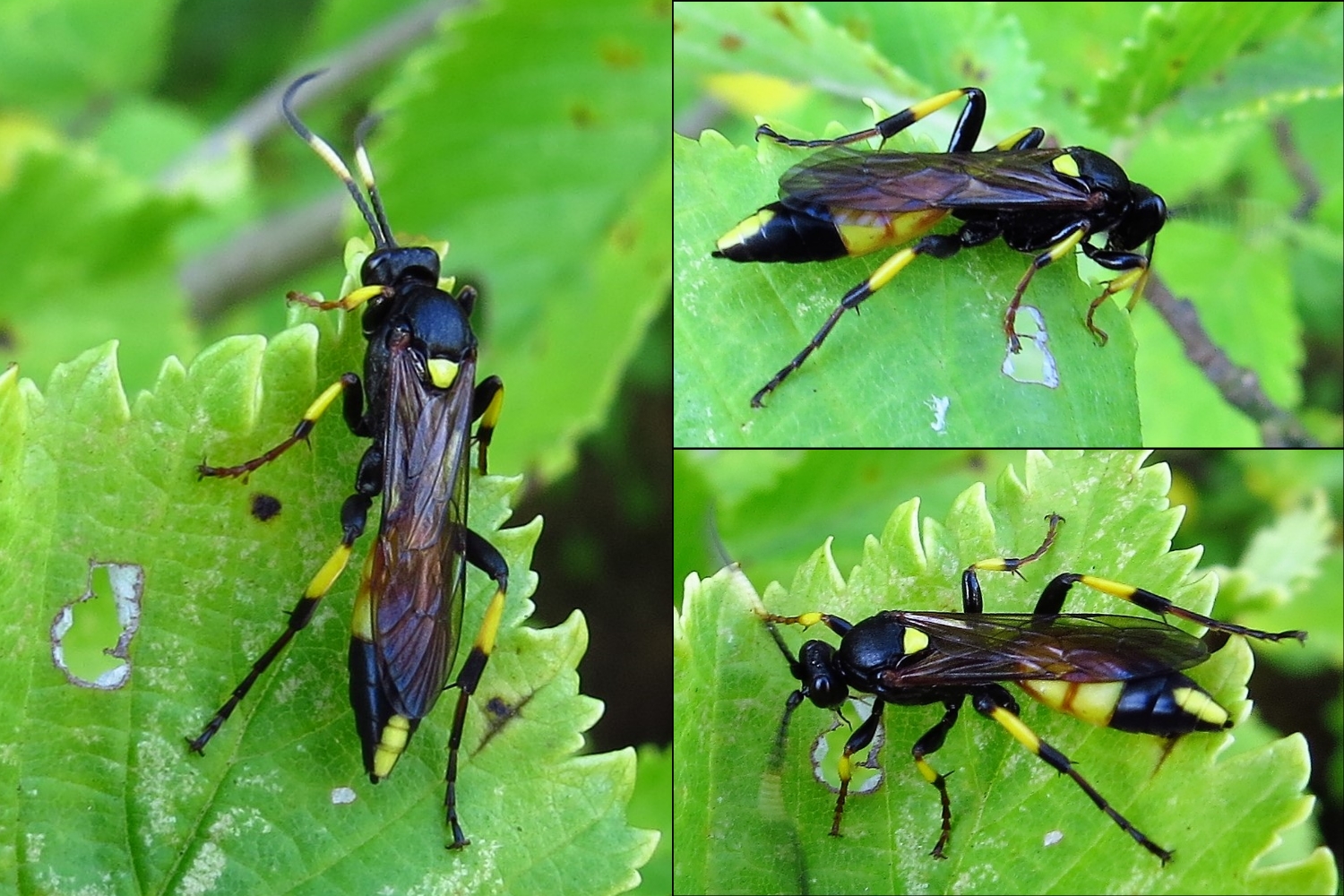 Schlupfwespe Ichneumon stramentor