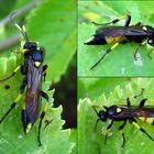 Schlupfwespe Ichneumon stramentor