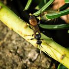 Schlupfwespe (Ichneumon stramentor), ichneumon wasp