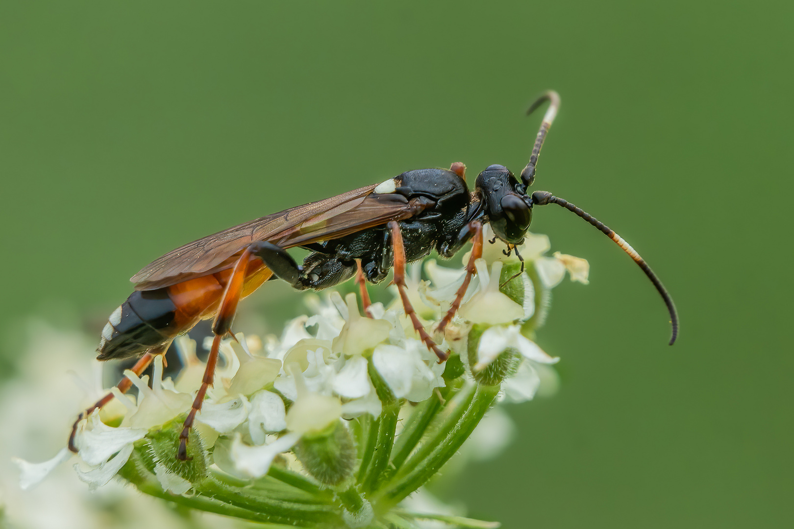  Schlupfwespe (Ichneumon suspiciosus)