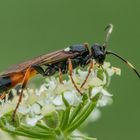  Schlupfwespe (Ichneumon suspiciosus)