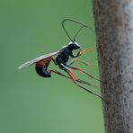 Schlupfwespe Ichneumon suspicious