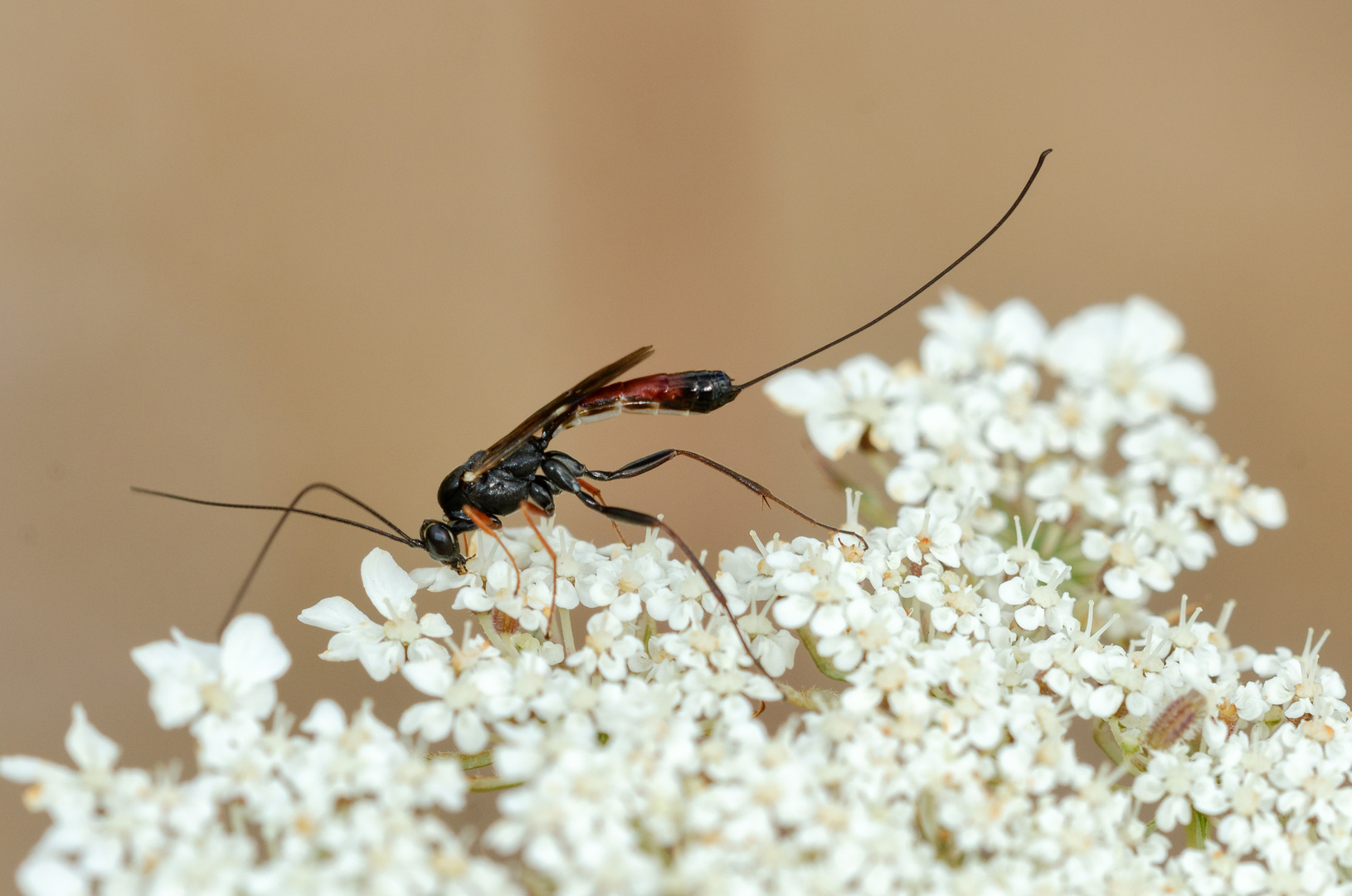 Schlupfwespe (Ichneumonidae)