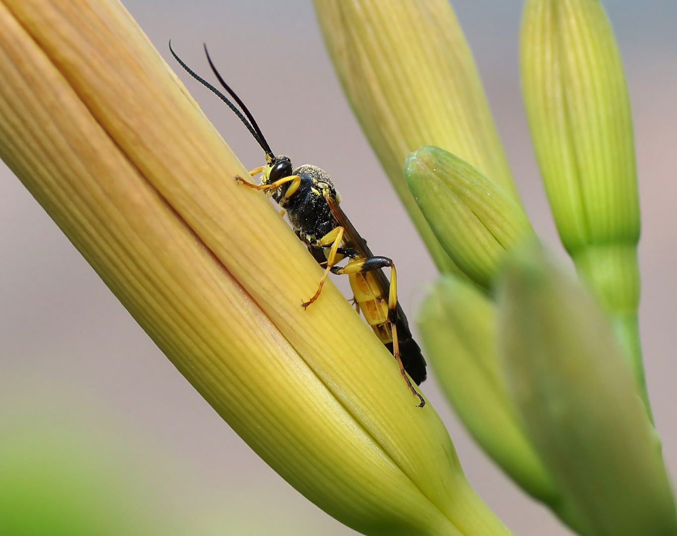 Schlupfwespe - Ichneumonidae 2