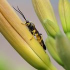 Schlupfwespe - Ichneumonidae 2