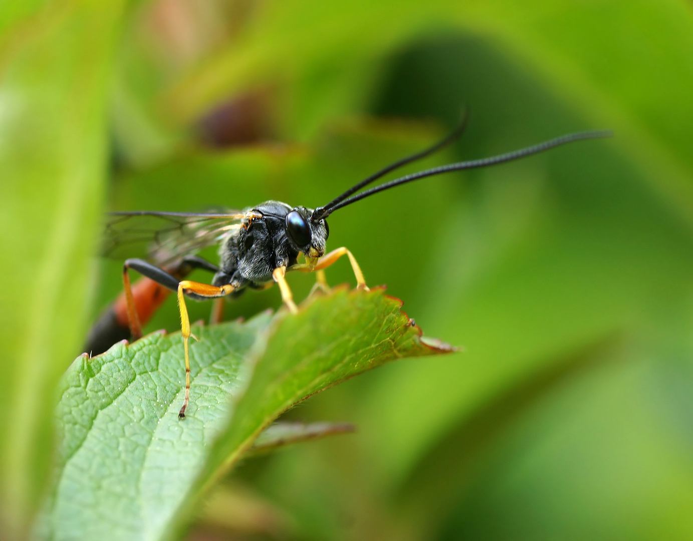 Schlupfwespe - Ichneumonidae
