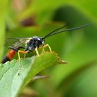 Schlupfwespe - Ichneumonidae