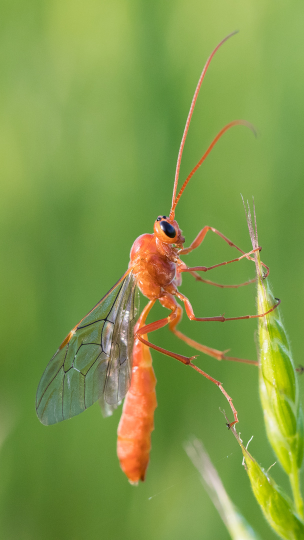 Schlupfwespe (Ichneumonidae) I