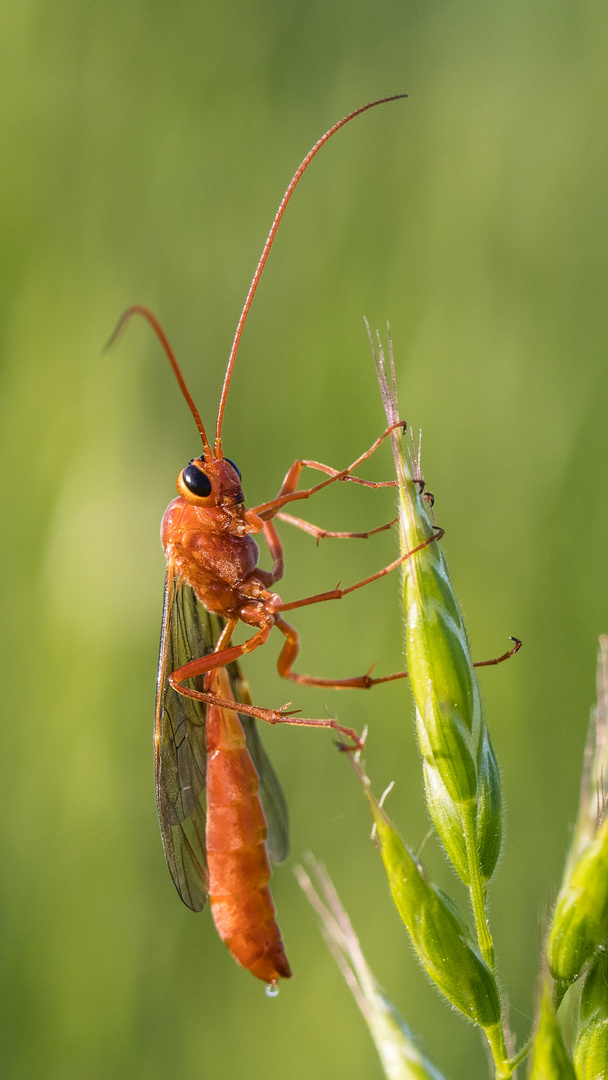 Schlupfwespe (Ichneumonidae) II