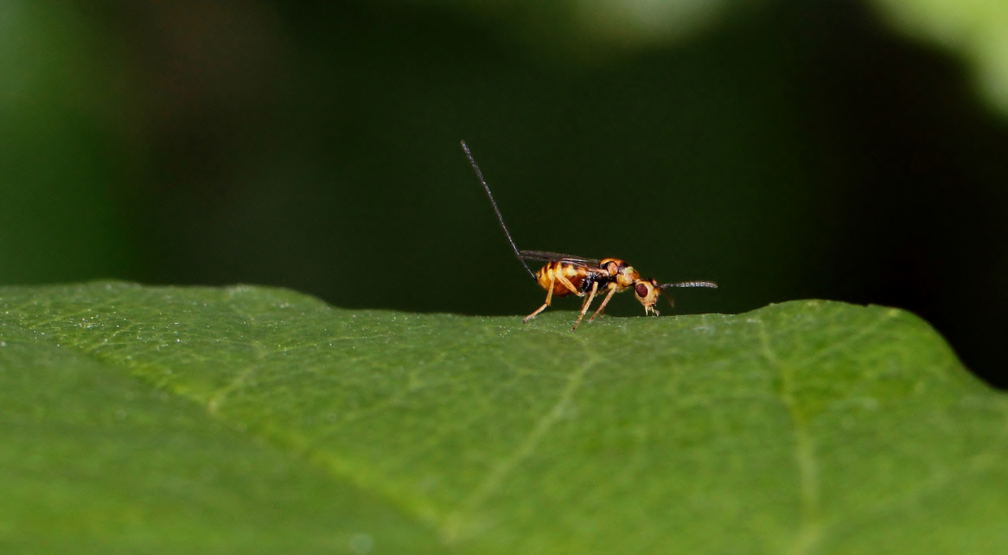 Schlupfwespe (Ichneumonidae) mit Legestachel...
