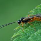 Schlupfwespe im Morgentau